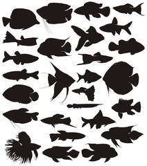 Aquarium tropical fish, vector set. - obrazy, fototapety, plakaty