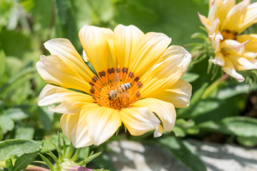 Bee on a yellow flower