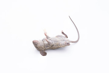 Dead rat isolated on a white background.