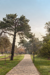 Alley Sakura's square in Kiev in the early morning spring