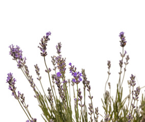 Lavender on a white background isolation