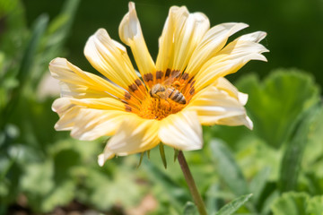 Bee on a yellow flower