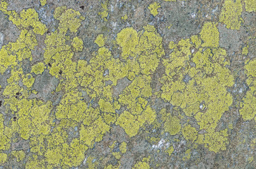 Granite rock covered with lichen