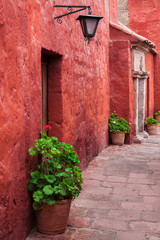 Fototapeta na wymiar geraniums in the courtyard
