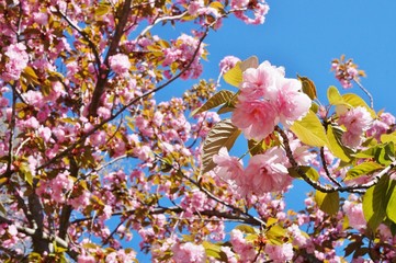 Branches of pink cherry blossom flowers on a blue sky in spring