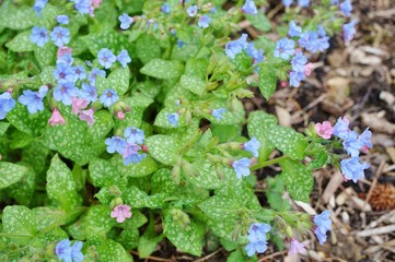 Purple and blue pulmonaria (lungwort) flowers © eqroy