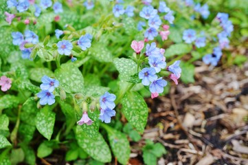 Purple and blue pulmonaria (lungwort) flowers
