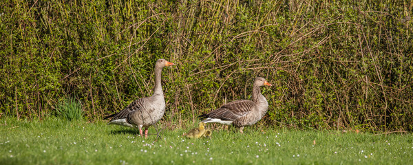 gänsefamilie