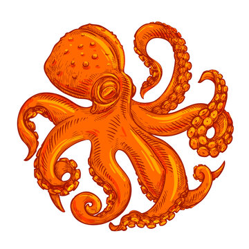 vector image, logo octopus on white background