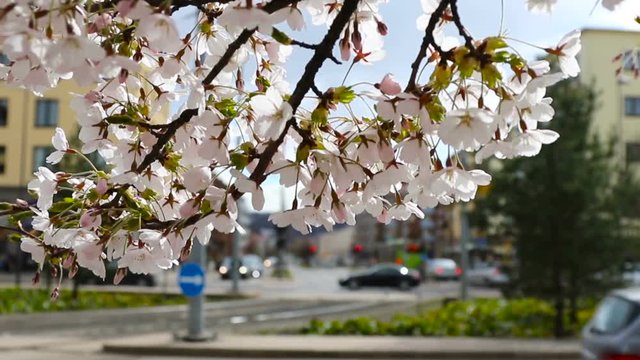 Spring in Oslo, Norway