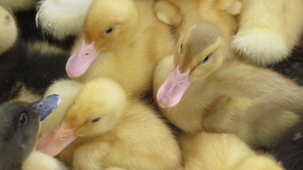 Chicks of ducks