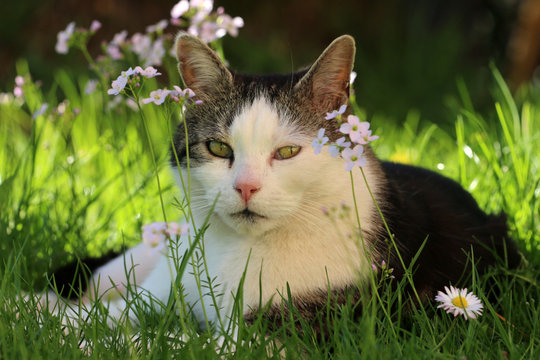 Katzenbild Images – Browse 440 Stock Photos, Vectors, and Video | Adobe ...