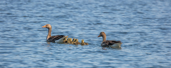 gänse mit küken