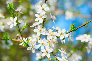 Blooming apricot tree flowers