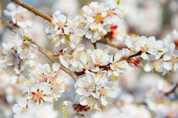 Blooming apricot tree