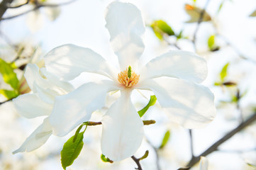 Fototapeta na wymiar Magnolia bloom flower