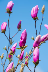 Pink magnolia flower button