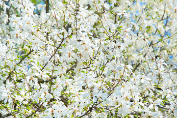 Magnolia blossom background