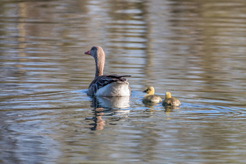 gänse mit küken