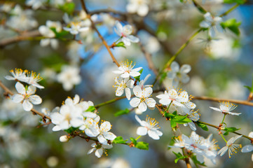 Beautiful bloom season