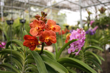 orchid garden