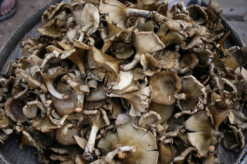 Thailand local mushrooms
