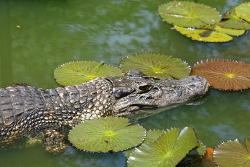 Naklejka premium Caïman à lunettes, Guyane française