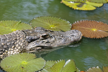 Naklejka premium Caïman à lunettes en observation, Guyane française