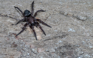 Arachnophobie - Viele Menschen haben Angst vor Spinnen