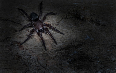 Arachnophobie - Viele Menschen haben Angst vor Spinnen