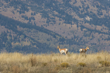 Pronghorn Antelope Does