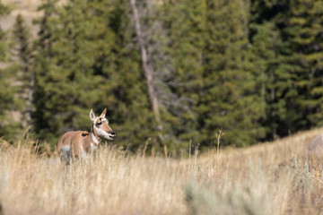 Pronghorn Antelope Doe