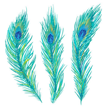 Peacock feathers collection. Vector illustration. Hand drawn artistic peacock feather set isolated on white background
