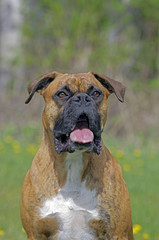 Boxer male standing in yard, alert