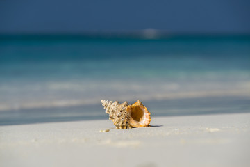 Sea shell on the sandy beach on tropical island