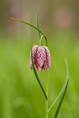 Schachblume / Fritillaria Meleagris