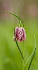 Schachblume / Fritillaria Meleagris