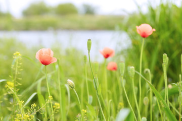 Flowers of poppy blooming in the riverbank in spring.