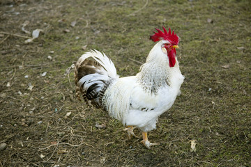 Rooster