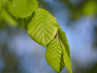 Zarte Buchenblätter im Frühling