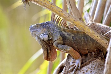 Macro of an adult orange iguana