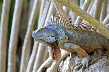 Macro of an adult orange iguana on mangrove tree