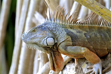 Adult orange iguana on mangrove tree, macro