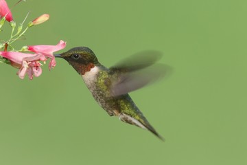 Ruby-throated Hummingbird (archilochus colubris)
