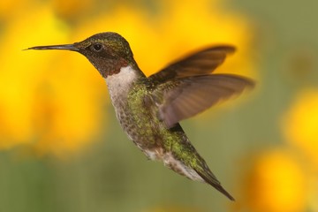 Fototapeta premium Ruby-throated Hummingbird (archilochus colubris)