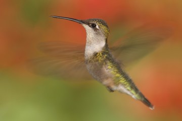 Ruby-throated Hummingbird In Flight