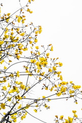 Yellow flower on tree isolated on white sky