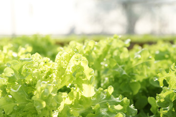 Hydroponic vegetables growing in greenhouse