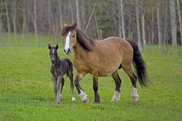 Welsh Pony Mare and Foal walking in field