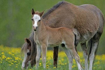 Cute Welsh Pony Foal standing by Mother